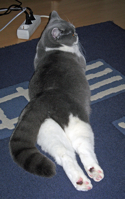 _荣耀时刻:夺冠英雄的瞬间流传千里_,荣耀每届的冠军