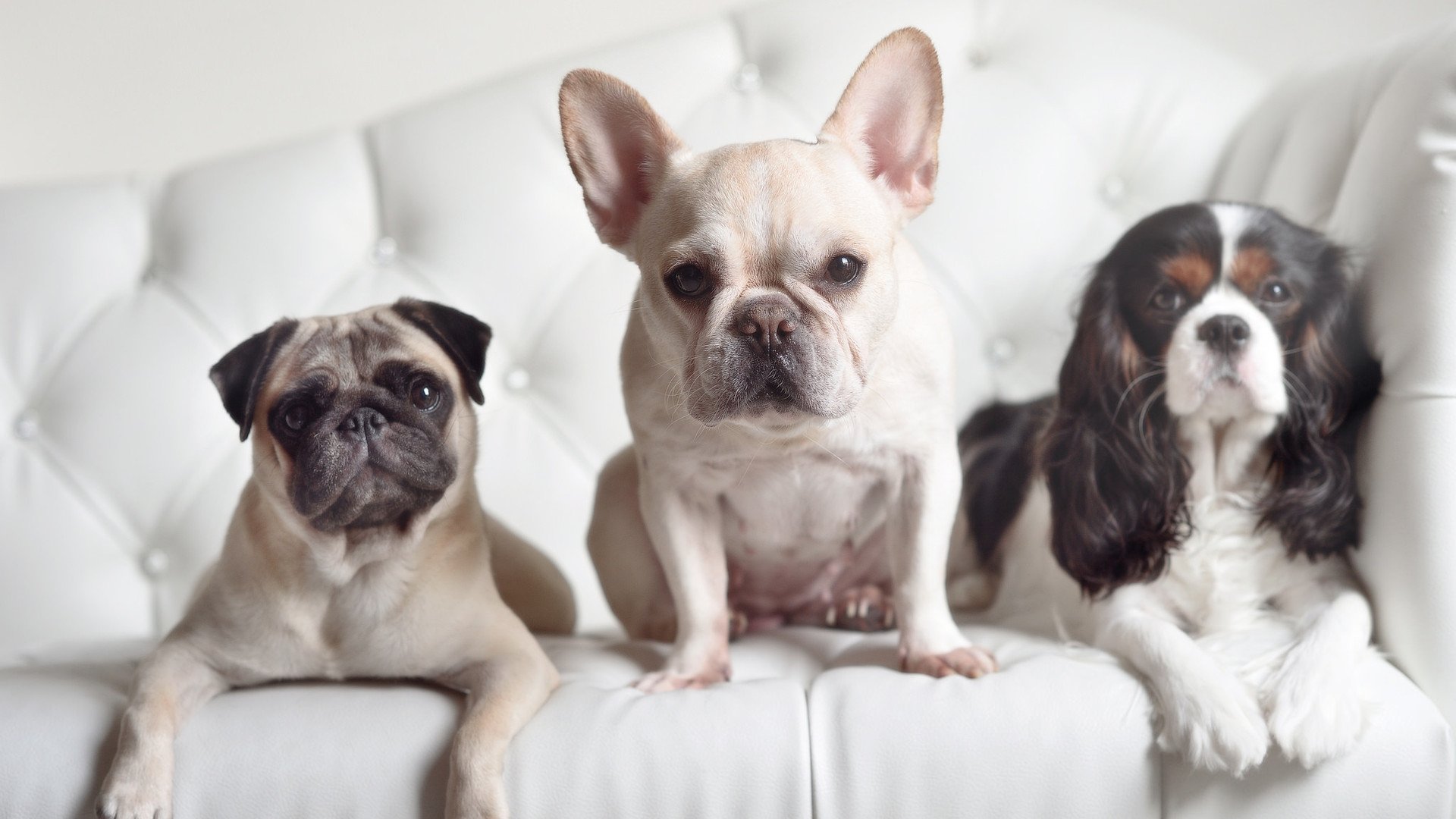 峰值表现:运动员单场最佳统计分析,运动员状态巅峰期