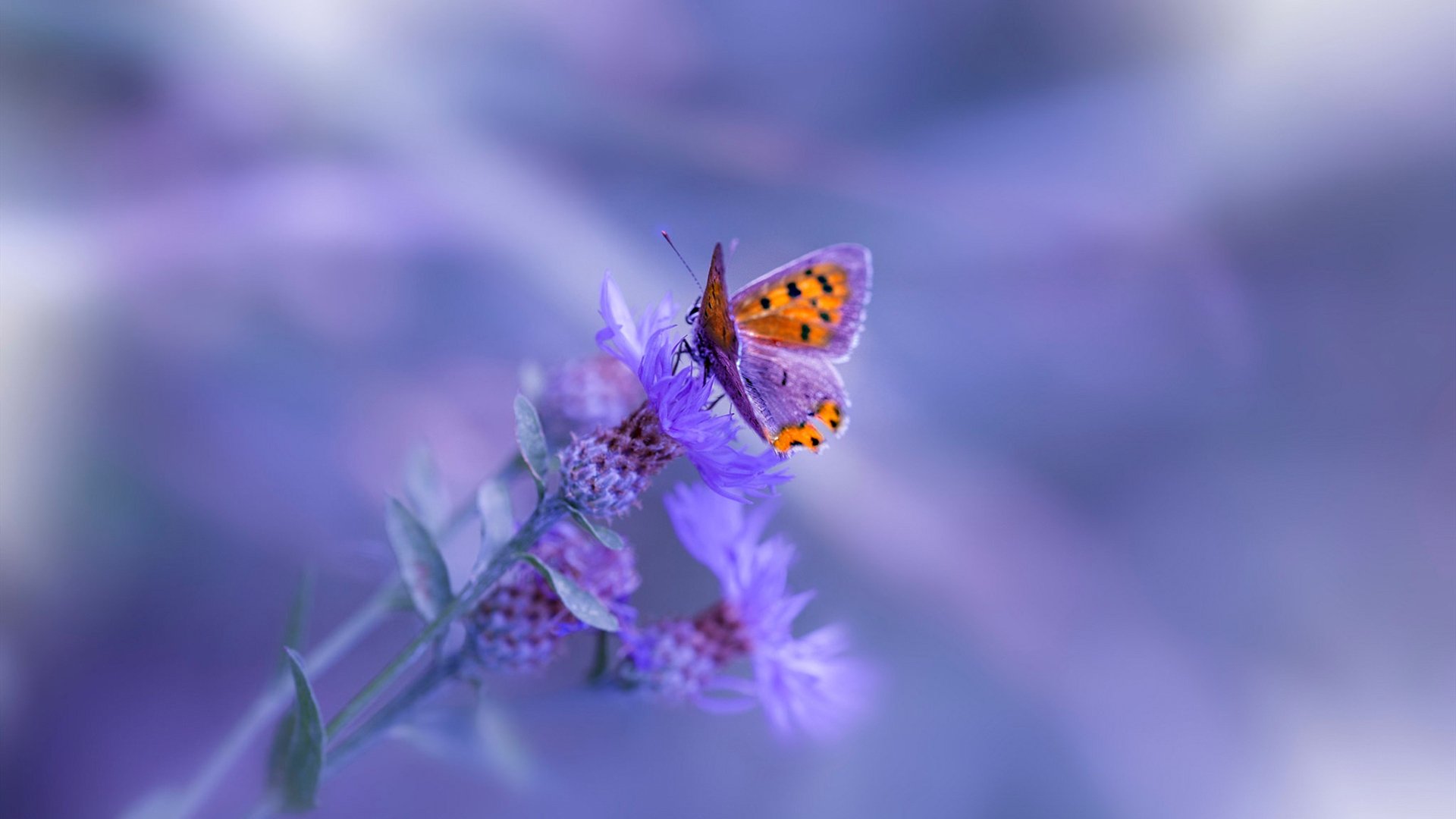 开云中国大陆-普拉提与瑜伽联合课程受欢迎，吸引更多会员，普拉提和瑜伽的好处