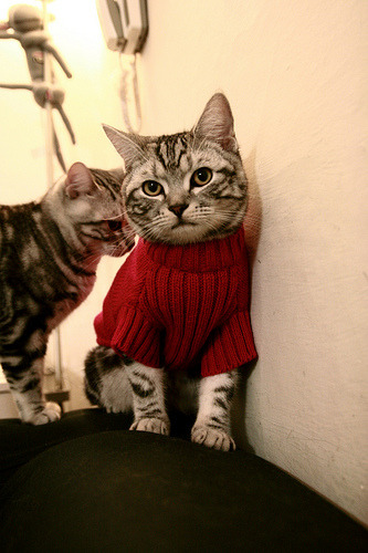 开云网站-欧冠赛场的“铁人”——莫德里奇的中场魔法，莫德里奇参加欧洲杯