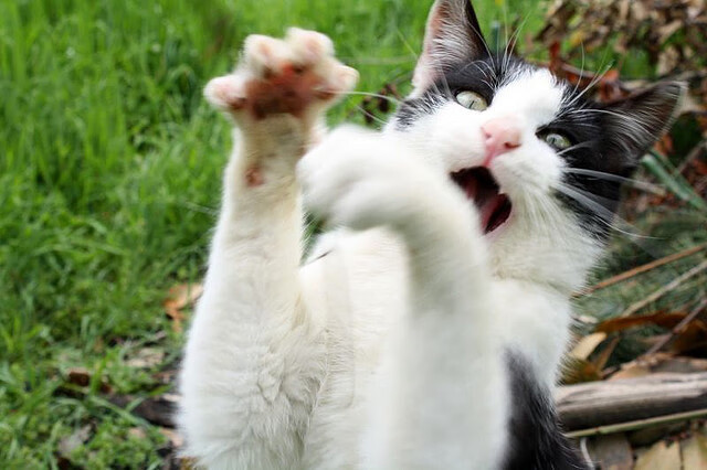 李明砍下31分,攻防两端表现令人赞叹!,李明抢是什么