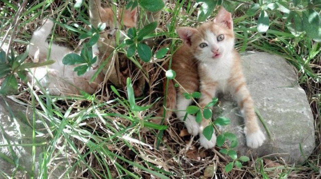 开云官方网页登录-篮球青训营专项技术训练方案升级，篮球青训队员招募条件及标准