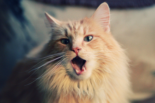 篮网老板承诺未来五年打造冠军阵容,篮网老总