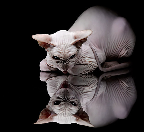 车迷狂欢：现场用各种方式表达对车手的支持与热爱，车迷小说阅读答案