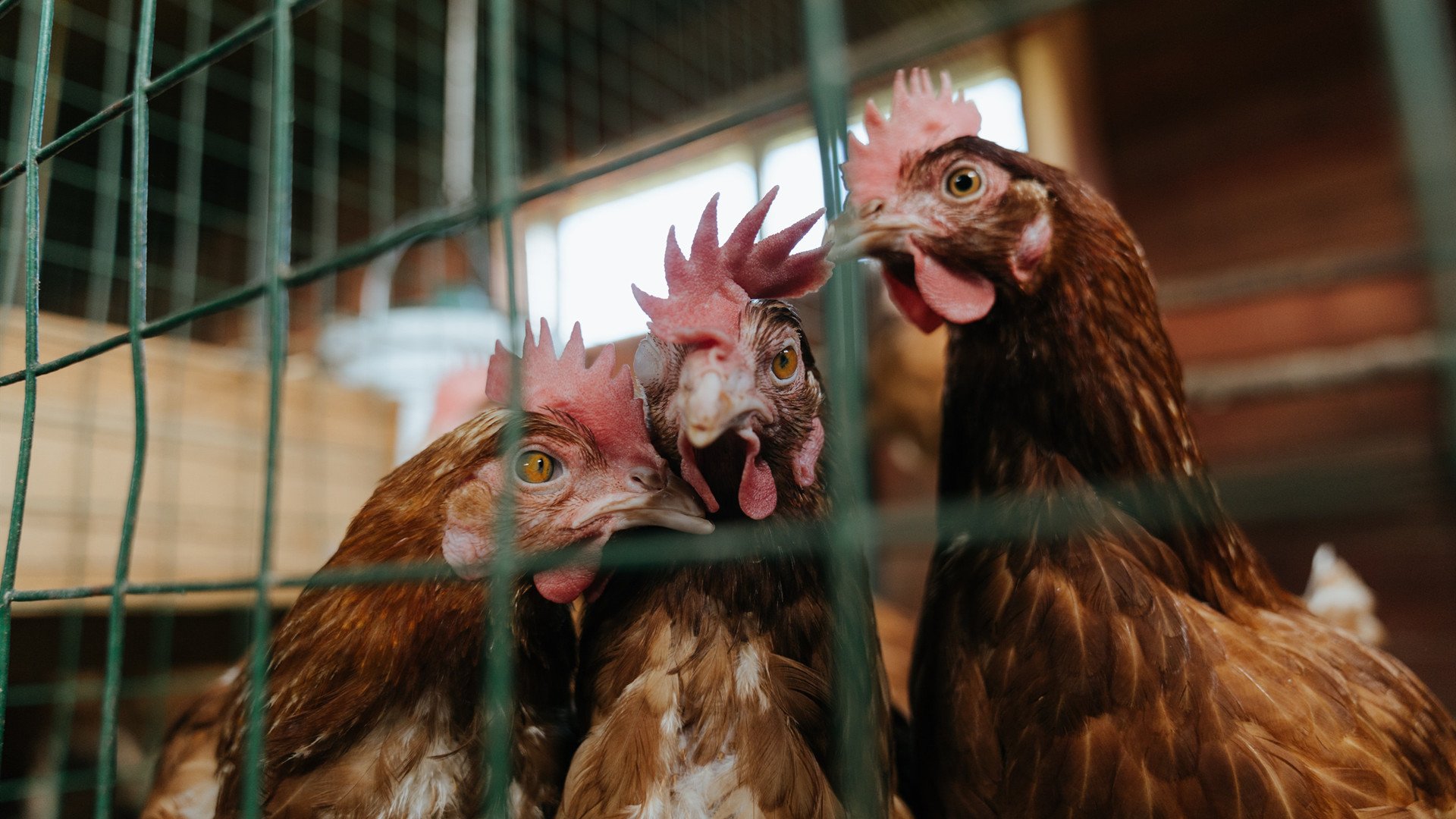 里昂新星闪耀,比赛中大放异彩,里昂首发