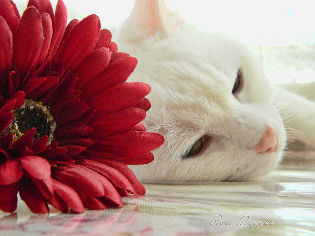 BLG推动电竞运动员身心健康全面发展，分析电竞运动员比赛时的心态