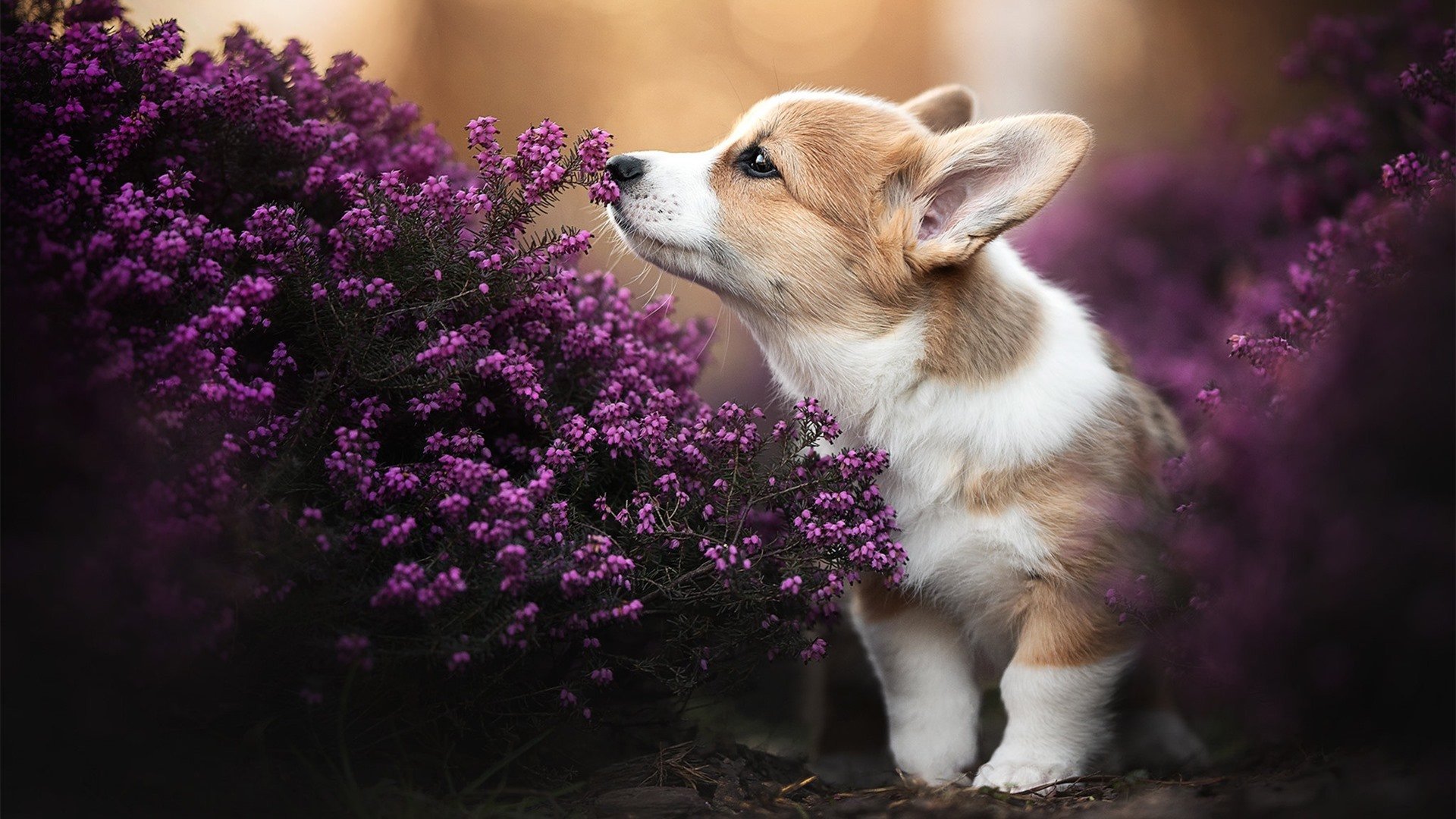 kaiyun网站-KPL赛季关键战绩回顾，kpl常规赛季后赛