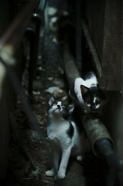 主教练是否应定期公开战术思想引导风向，主教练的作用