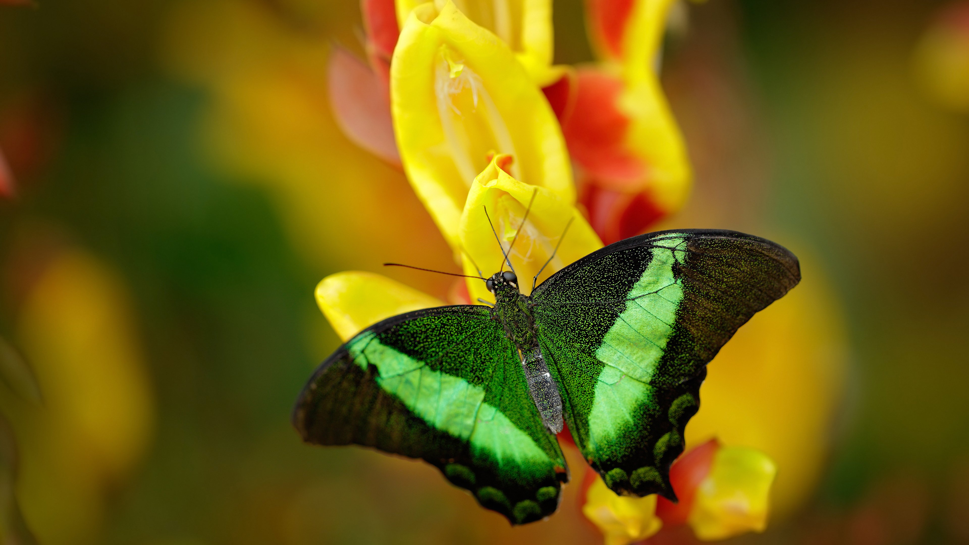 国米客场战平都灵在意甲继续保持前四，意甲-国米4-2逆转都灵