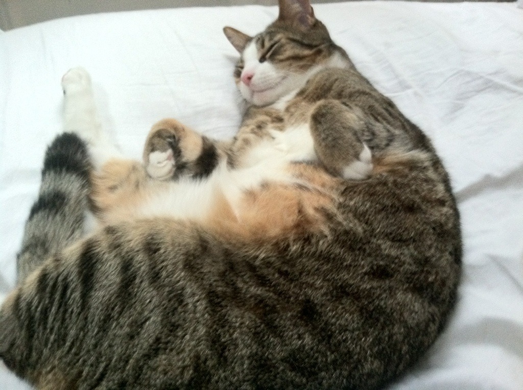 多特蒙德客场2-0战胜柏林联合，继续保持不败，多特蒙德对柏林赫塔聚胜顽球汇