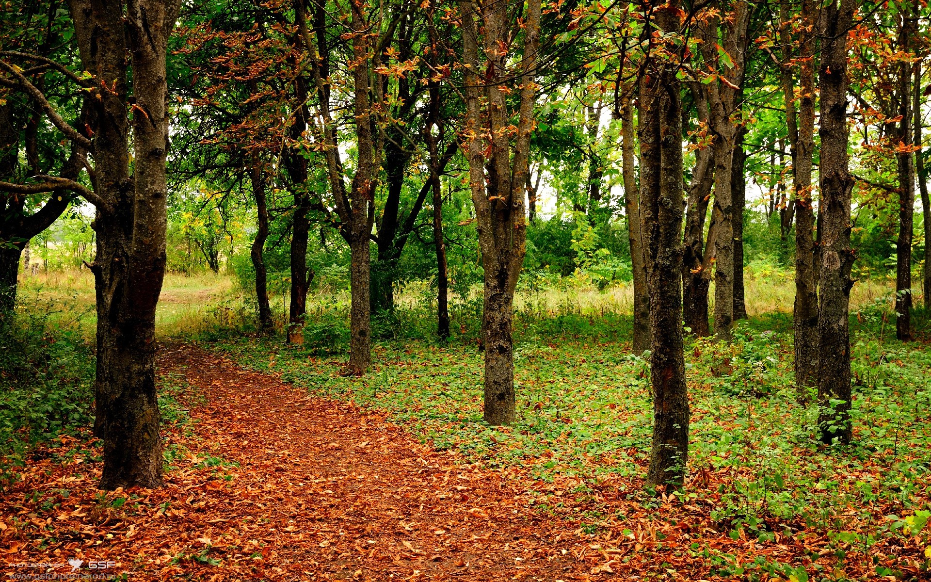 意大利柔道选手在男子比赛中获得银牌,外国柔道