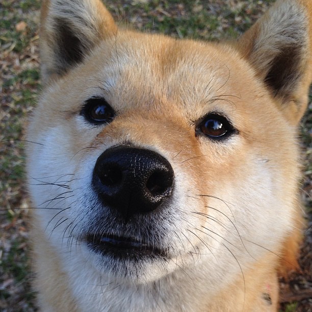 开云官方网页登录-步行者队球队核心球员成长迅速，步行者球队文化