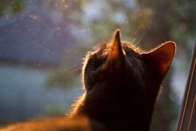 Kaiyun APP-欧锦赛附加赛十分激烈，平局加时大战谁能脱颖而出，欧锦赛f组