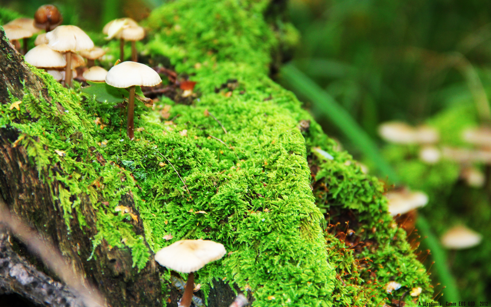 中国足球反击模式触发条件分析,中国足球防守反击