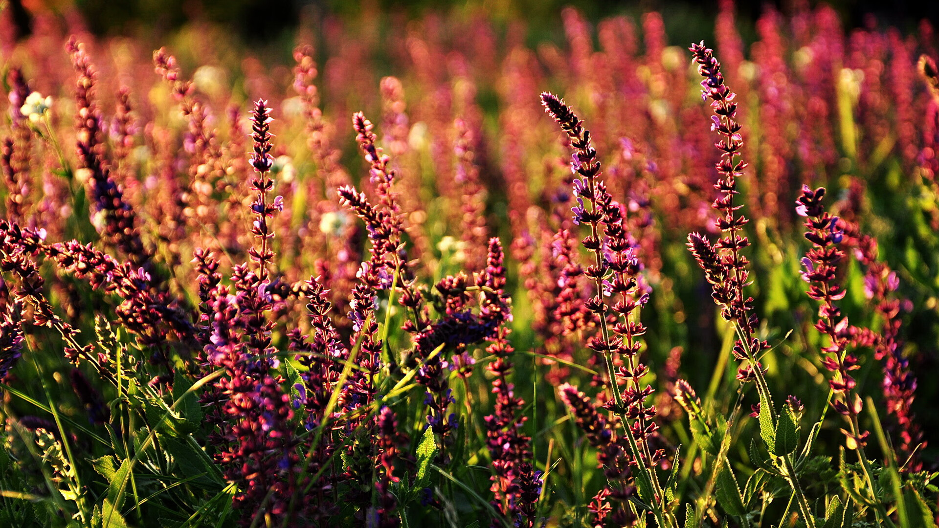 体校学生文化课程教学质量分析,学校体育文化建设情况