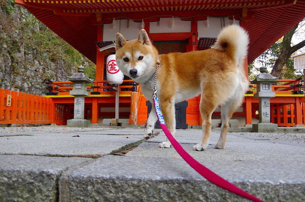 中立B某项目选手表现稳健,技术细节显成效,中立ah