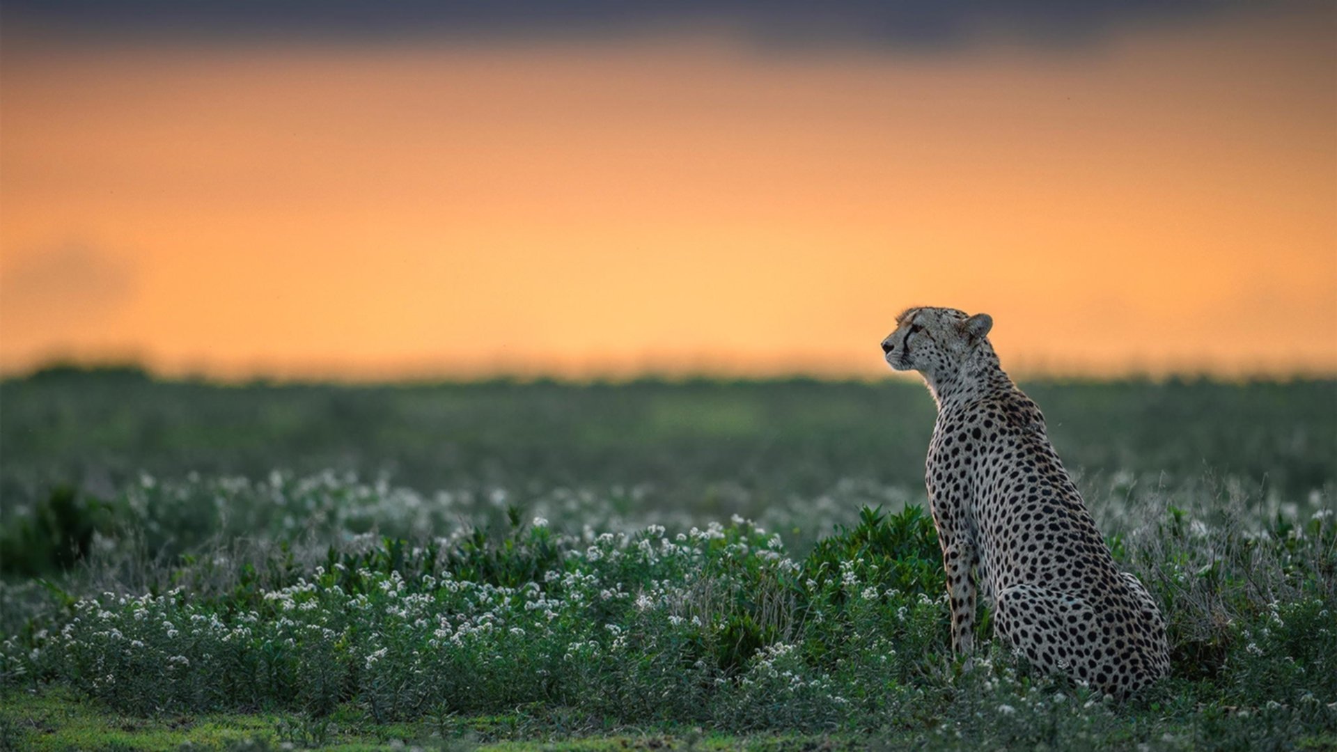 “诺克·达维德·彼得森在南非羚羊队的超级表现”