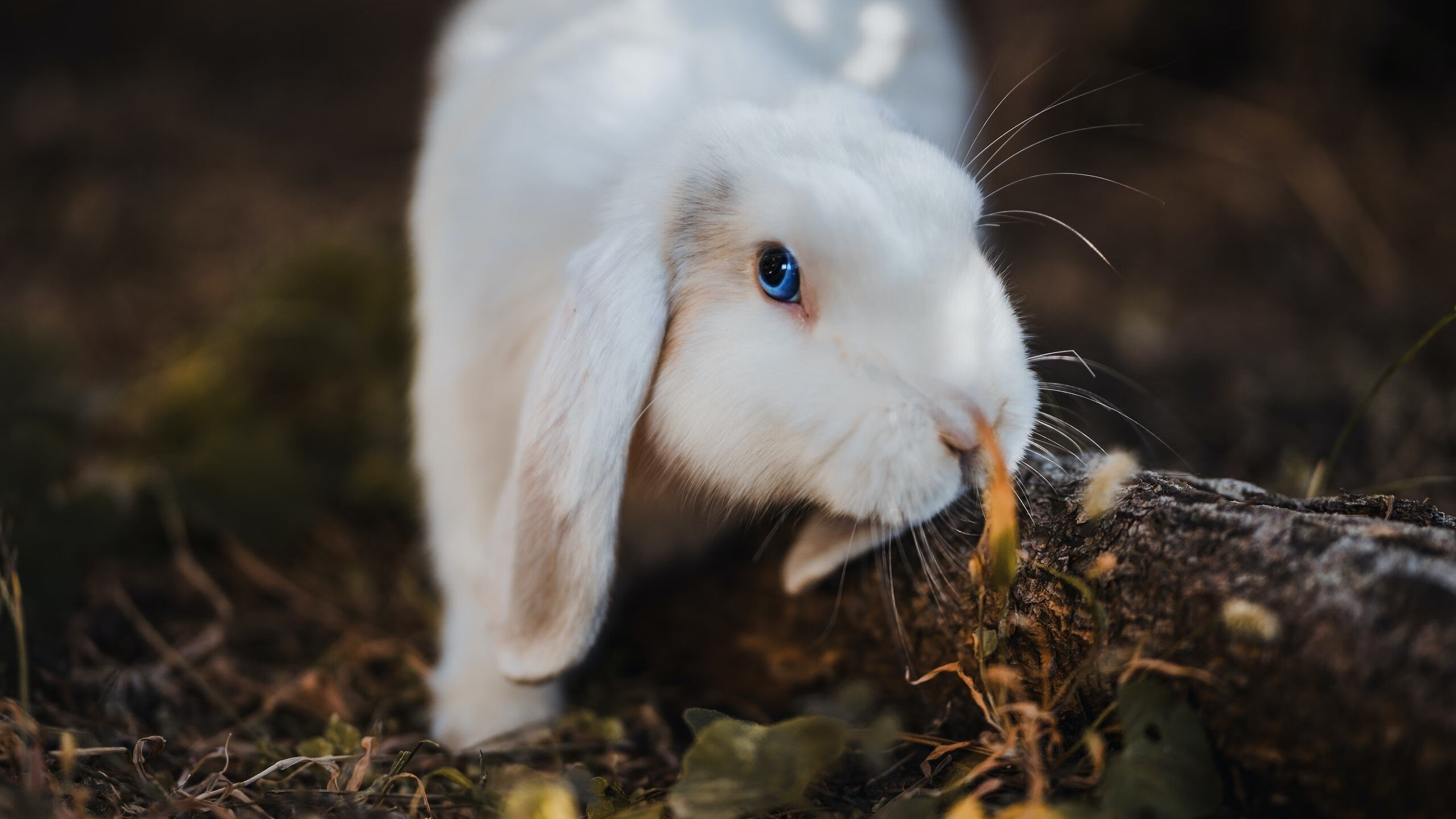 kaiyun体育app-新闻中心公告全国高水平训练基地开放日安排，高水平培训基地